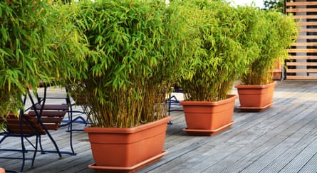 green bamboo in flowerpots on a pation