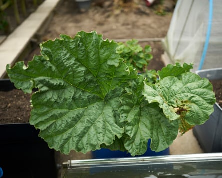 Produce in the allotment