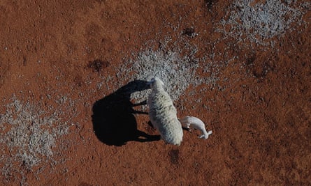 A sheep and her lamb feeding on cotton seed on a drought affected property near Bollon in southwest Queensland, Friday, October 11, 2019. Queensland is in the grip of a crippling drought, with 66 per cent of the state now drought declared. (AAP Image/Dan Peled) NO ARCHIVING
