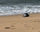 Australia news live: scientists identify likely source of Queensland space balls; native title approved for Kngwarreye birthplace