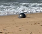 Likely origin of mysterious ‘space balls’ found on Queensland beaches revealed by Australian Space Agency