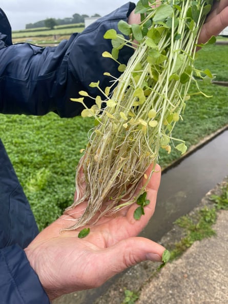 The crop in a man’s hands