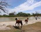 Texas Reports First US Equine Infection of New World Screwworm