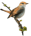 A drawing of a brown bird on a branch