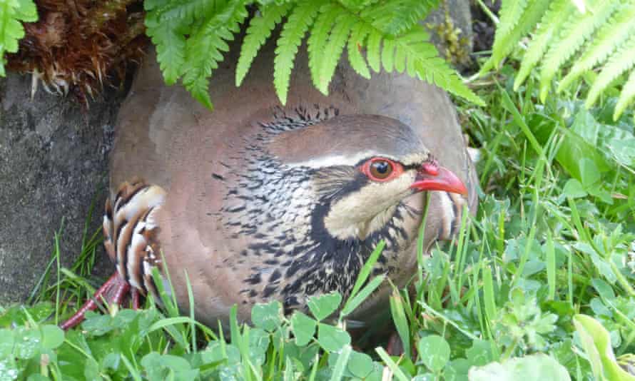 A partridge peeps out from underneath ferns.