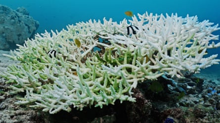 Bleached acropora coral and algal overgrowth about 10 metres below the surface.