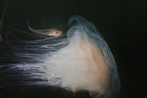 young whiting fish sheltering under a jellyfish