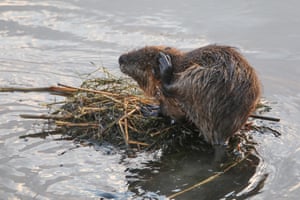 A nutria, also known as coypus or swamp rats, is seen in the bushes above the water in Agri, Turkey. Nutrias, originally native to subtropical and temperate South America, live at the foot of Mount Ararat