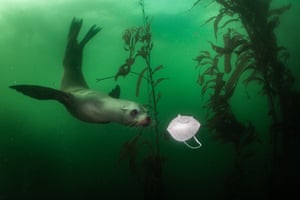 A curious California sea lion swims towards a face mask at the Breakwater dive site in Monterey, California, USA, on 19 November 2020