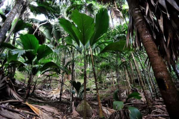 Young coco de mer palms in the Vallee de Mai nature reserve, a Unesco heritage site on Praslin Island, in Seychelles.