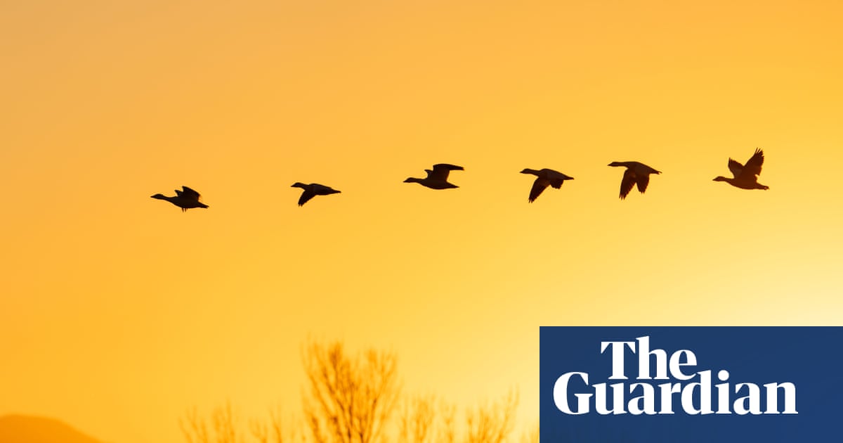 Geese guided our beloved dog back home | Letters