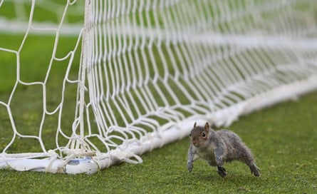 A squirrel outpaces stewards at the MKM Stadium in Hull