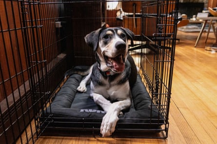 A dog resting on a Kong Durable Crate Mat