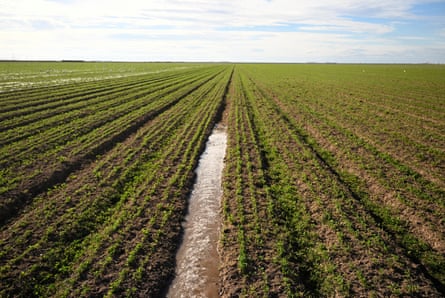 Irrigation water starts to run into a field of newly planted alfalfa in Calipatria, California. The Imperial Valley’s water rights to the Colorado River are as much as Arizona and Nevada put together.