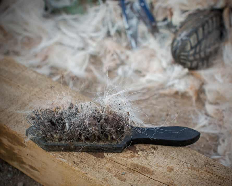 A comb used for harvesting the fur.