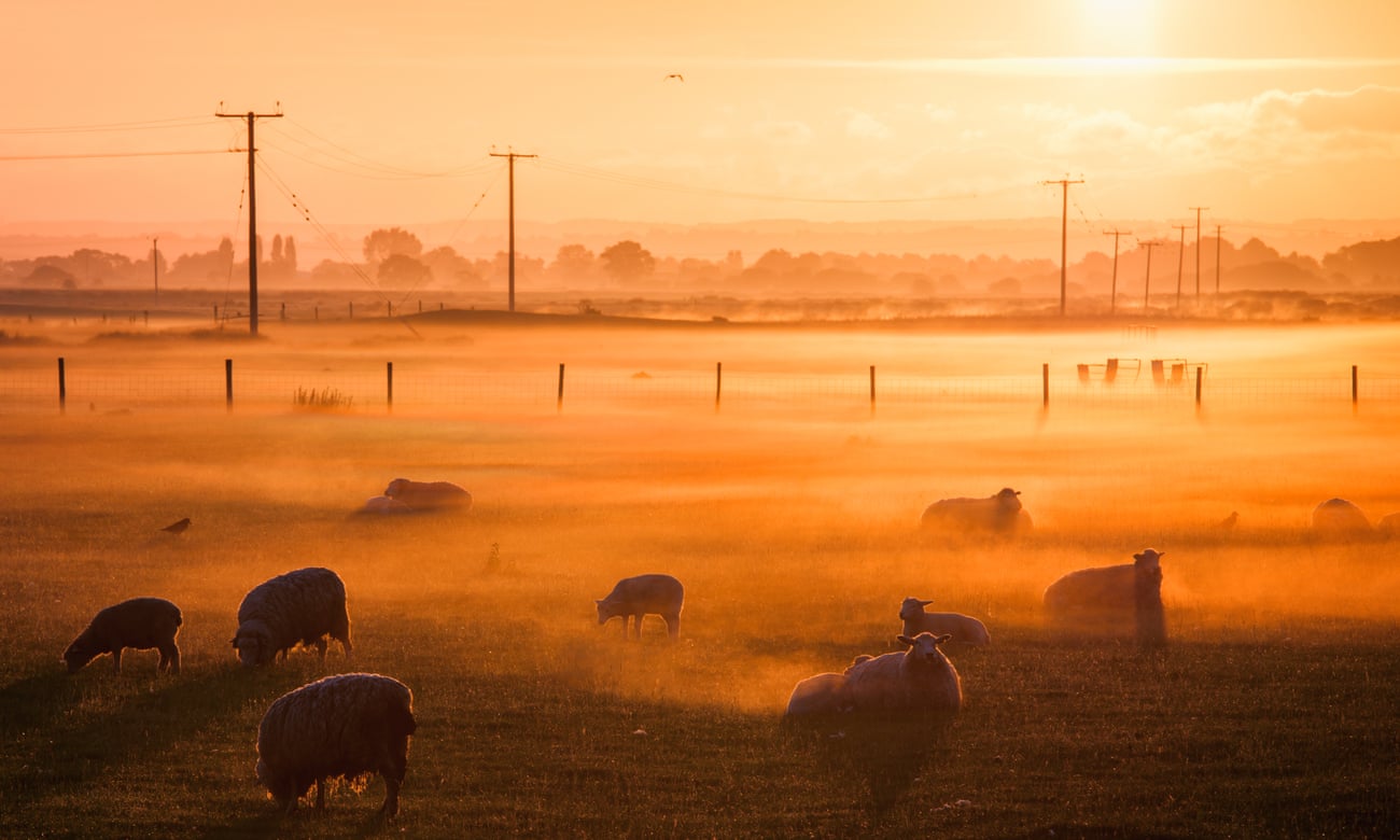 Sheep on Romney Marsh, Fairfield, Kent, England
