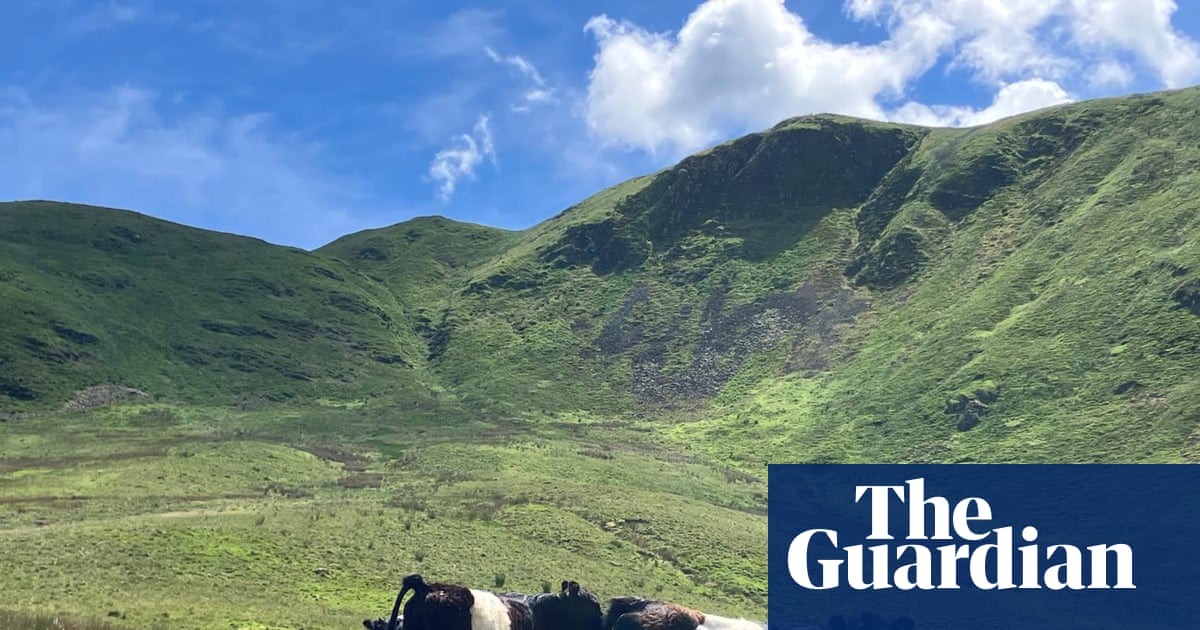 Country diary: A TB scare on the farm, and our summer plans are in ruins | Andrea Meanwell