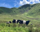Country diary: A TB scare on the farm, and our summer plans are in ruins | Andrea Meanwell