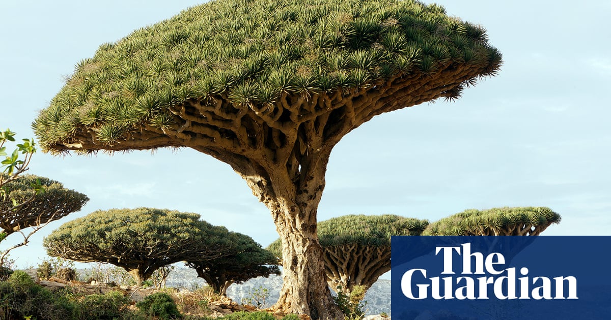 Saving the dragon’s blood: how an island refused to let a legendary tree die out - The Guardian