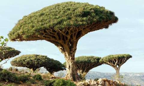 Dragon's blood trees, Socotra