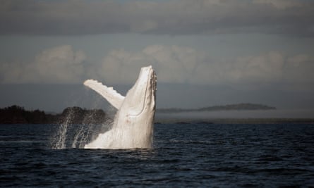 Këto imazhe mahnitëse të marra në një udhëtim në shikimin e balenave kapin një shfaqje të këndshme nga një balenë e rrallë e bardhë në 2013 në brigjet e veriut të largët të Queensland.  Balena mund të ketë qenë Migaloo, që mendohet të jetë e vetmja balenë e bardhë e kërmijve në botë.