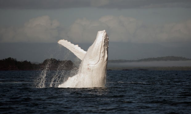 Rare white humpback Migaloo off the Gold Coast