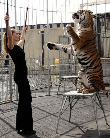 Zander raises her arms with a tiger sitting on a small table during a training session