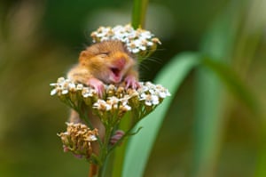 Andrea Zampatti’s laughing dormouse, taken in Italy, won the On the Land category.