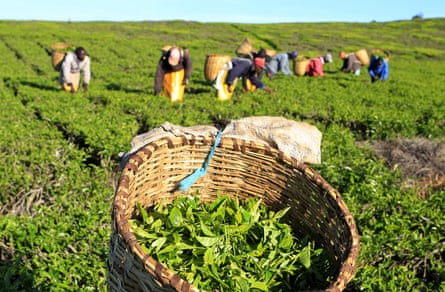 Tea pickers in Kenya