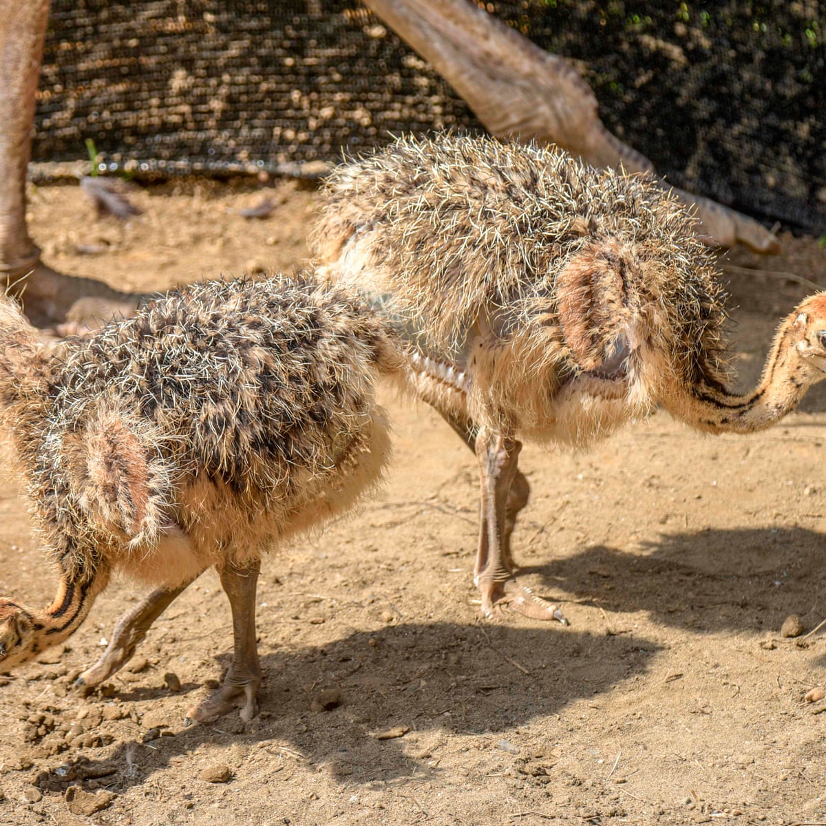Fears for wellbeing of 20 ostrich chicks stolen from Victoria farm ...