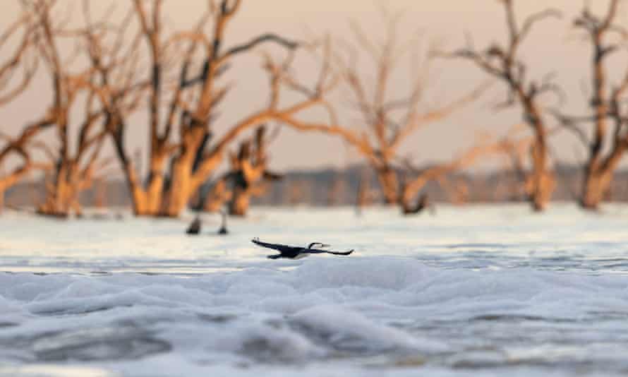 A pied cormorant fishes at Menindee Lake's main weir