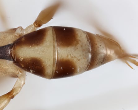 Body of new genus of wasp named after David Attenborough.