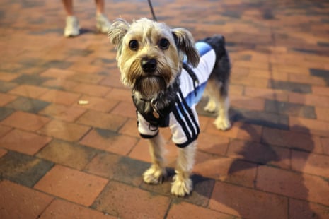 Pepito, o cachorro com a camisa da Argentina.
