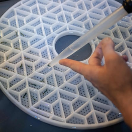 Juvenile lobsters are placed in a segmented tray to protect them from other juveniles