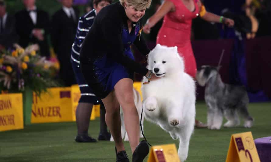 Striker, a samoyed from Toronto, Canada, is handled by Laura King
