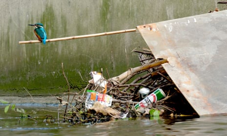 A kingfisher stands on discarded litter in Deptford Creek