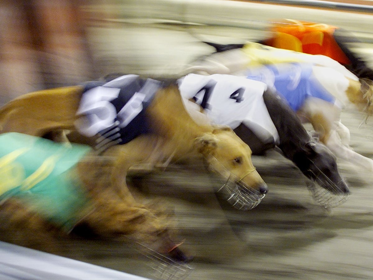 Export Of 590 Greyhounds To Macau Went Ahead Despite Industry Ban Animal Welfare The Guardian