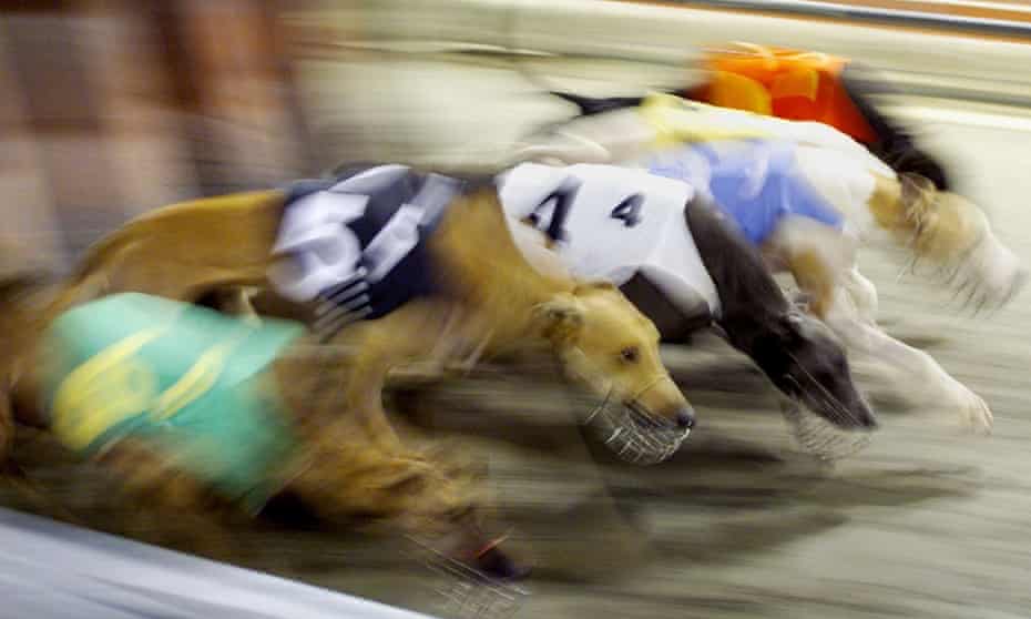 Greyhounds racing at Macau's brutal canidrome track.