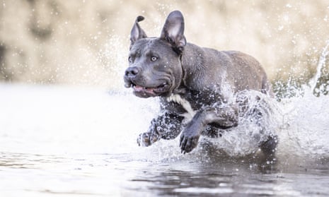 Details announced of American XL bully dog ban in England and Wales ...