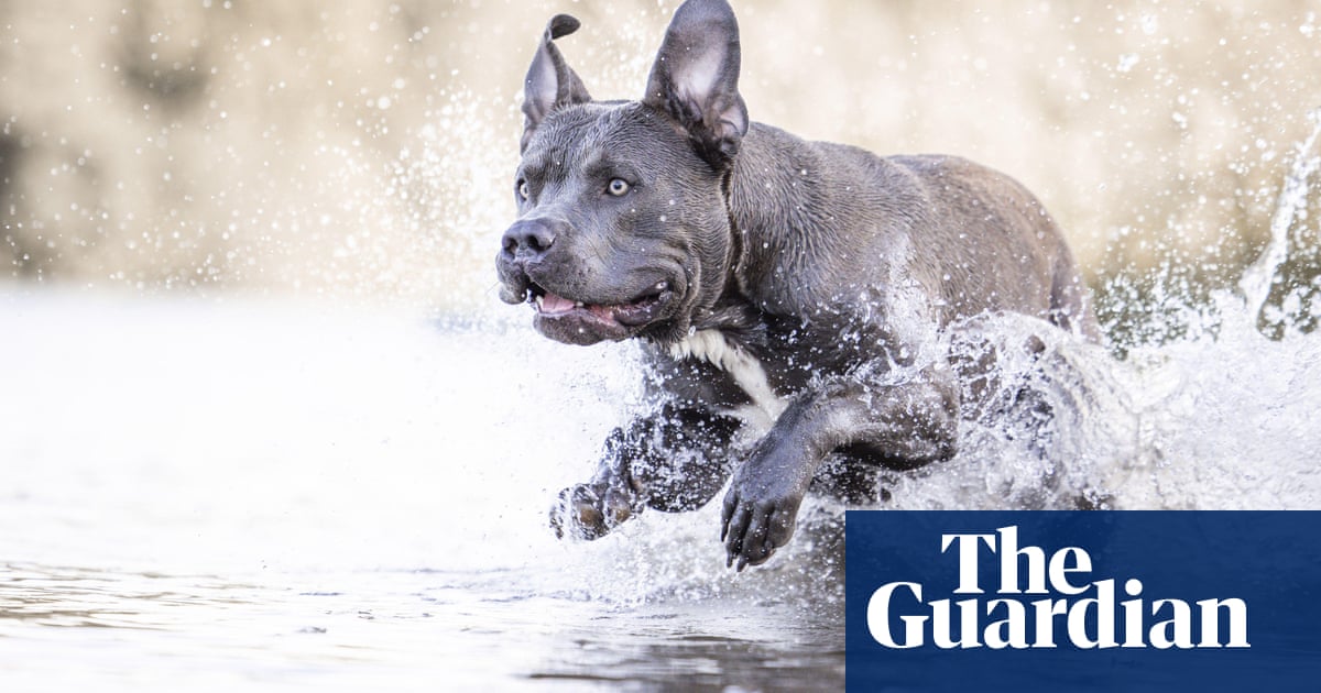 American XL bully dogs to be banned in England and Wales