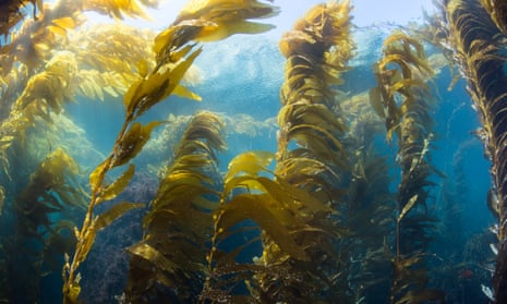 Wide Angle view of a kelp forest at Catalina Island, California.