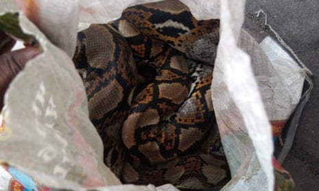 Sack containing a 15-20kg python