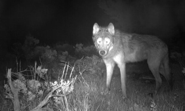 A wolf is captured on a state game camera in Moffat county, Colorado, last week. Colorado wildlife officials say the first gray wolf pups since the 1940s have been spotted in the state.