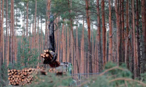 テスラが新工場を建設する予定の場所に積まれた松の丸太。