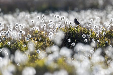 A bird sitting on a low bush surrounded by white flowers
