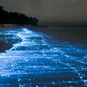 Bioluminescence from glowing plankton