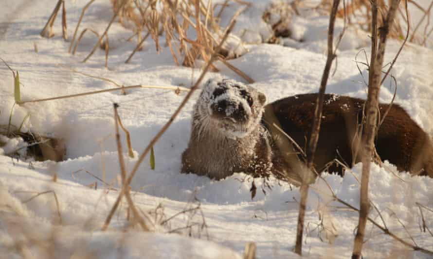 Otters at the frozen Loch of Stenness, Orkney.