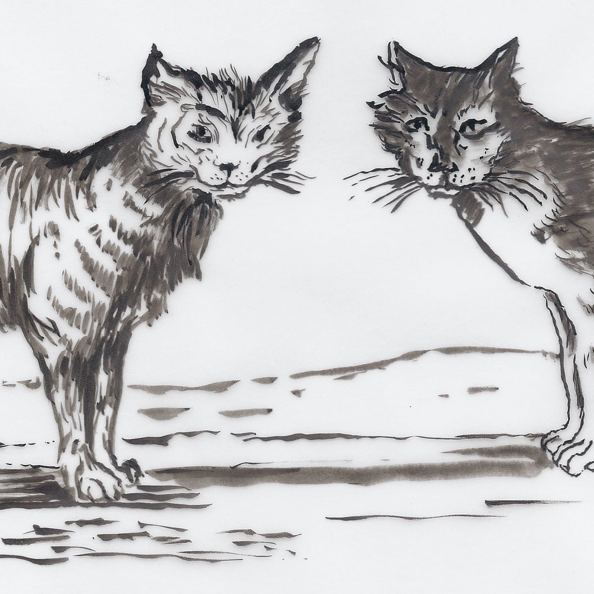Your Cat Is Watching You The Fearless Felines Hidden By Their Author Theatre The Guardian