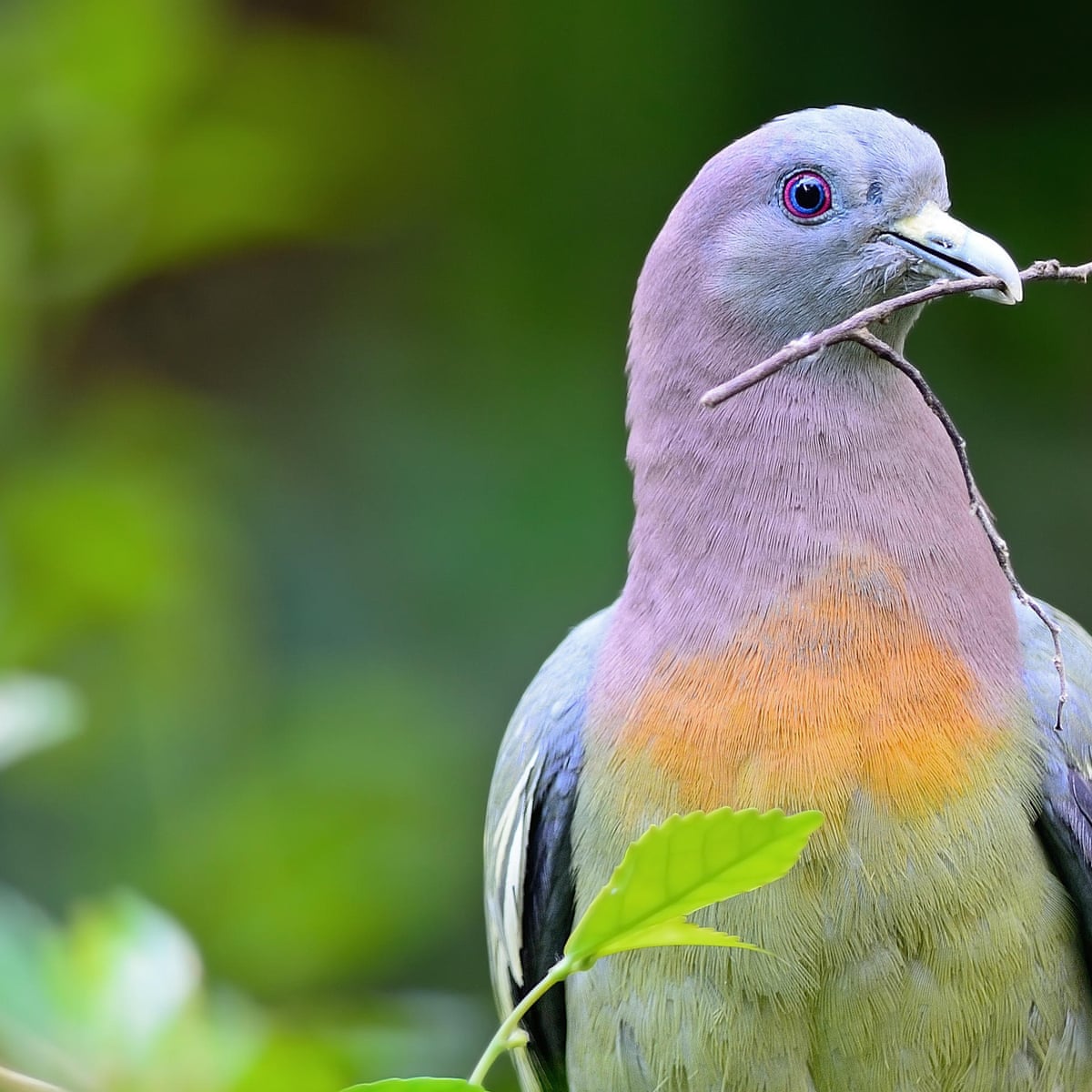 What Is This Hot Pigeon Is It Even Real Birds The Guardian What Is This Hot Pigeon Is It Even Real Birds The Guardian