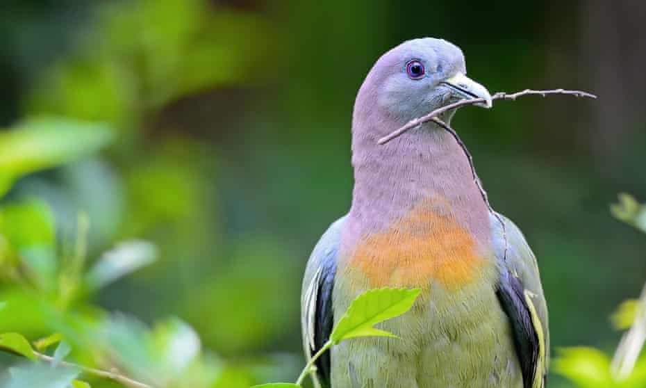 A male pink-necked green-pigeon